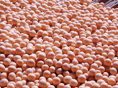 соеви зърна